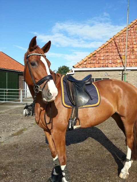 Afbeelding