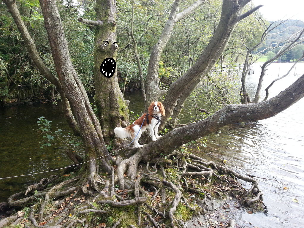 tree.jpg