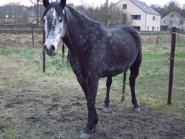 Afbeelding