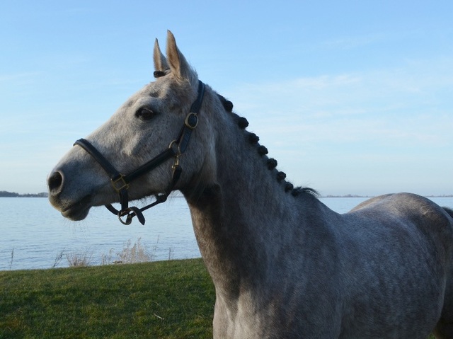 Afbeelding