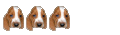 Super dog Super dog