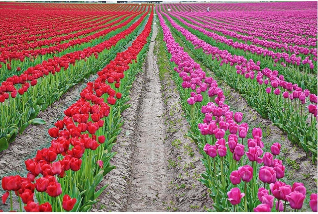Wild Tulip