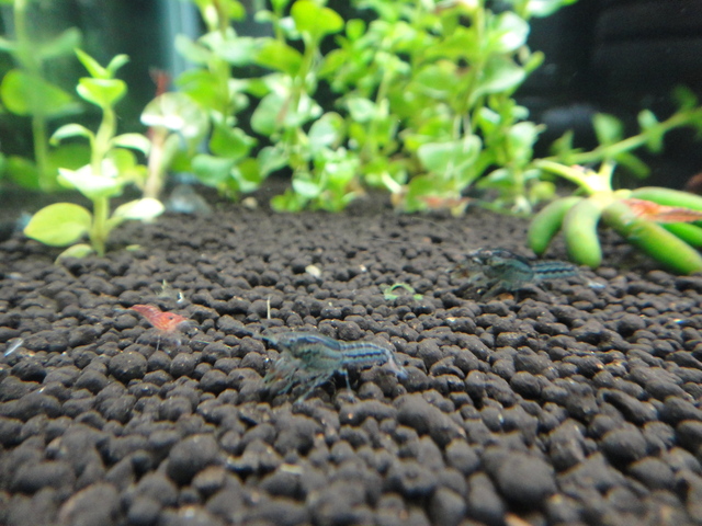圖檔