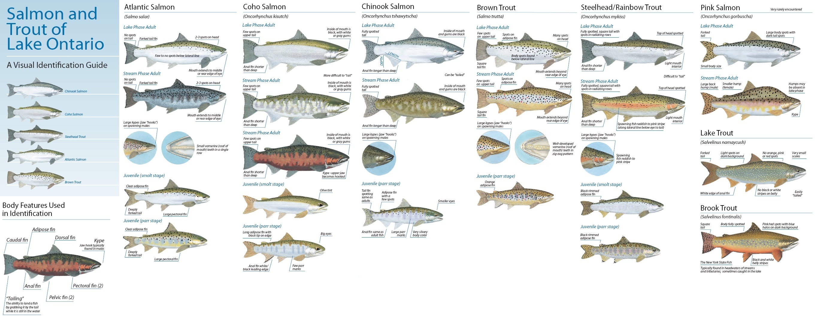 Salmon and Trout Identification - Steelhead and Salmon Fishing